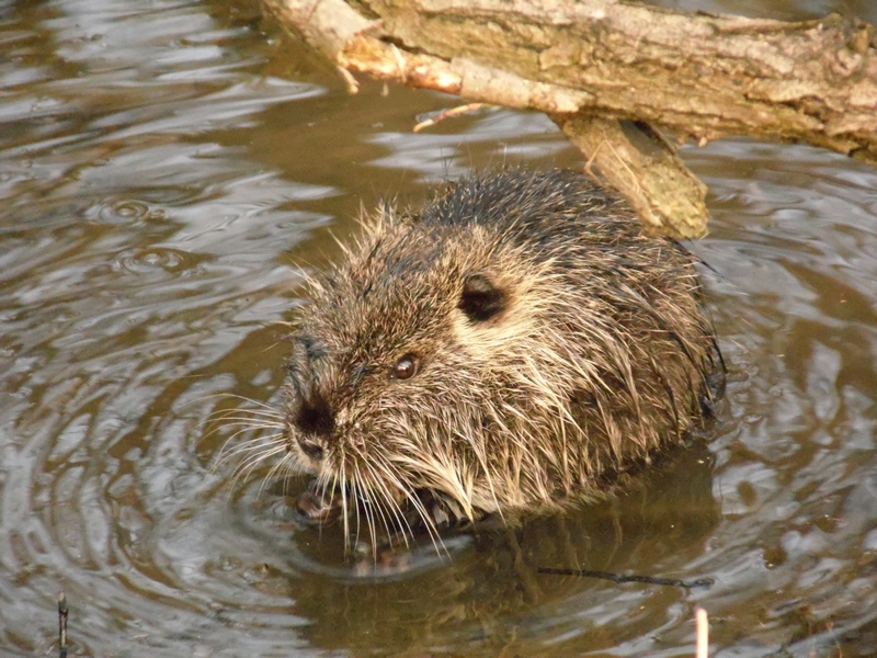 Myocastor coypus - Parco del Ticino